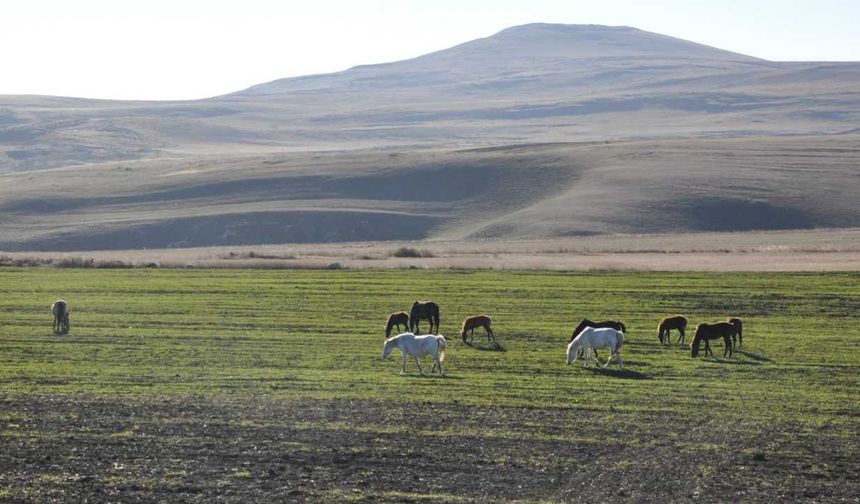 Soğuk hava onları da vurdu: Kars’ta yılkı atları zorlu kışın habercisi oldu!