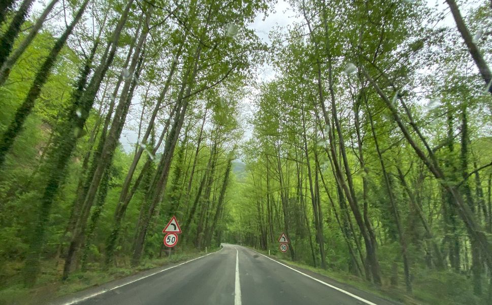 Manisa'da kestiği ağacın altında kalan kişi can verdi