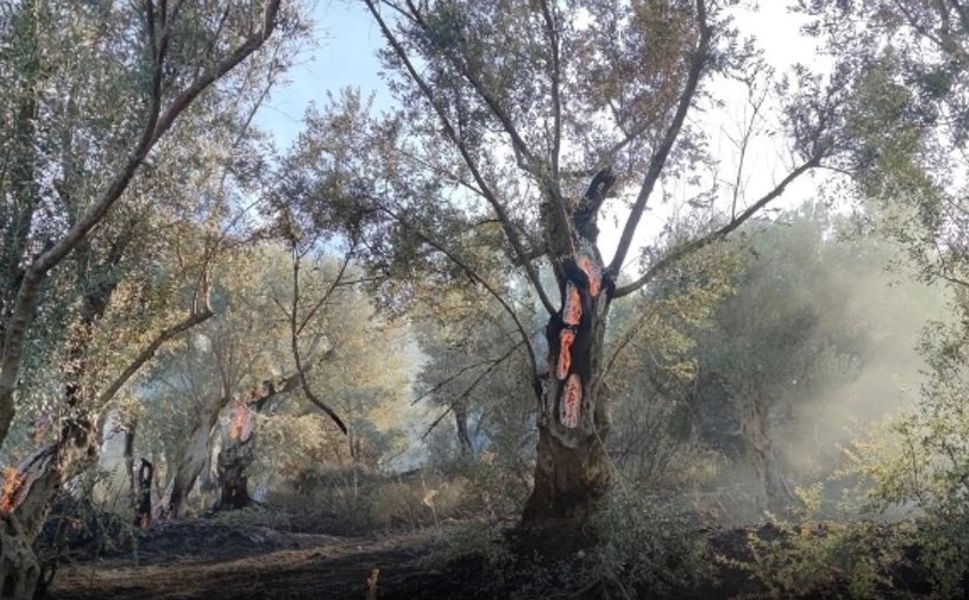 Ödemiş'te çıkan yangın söndürüldü