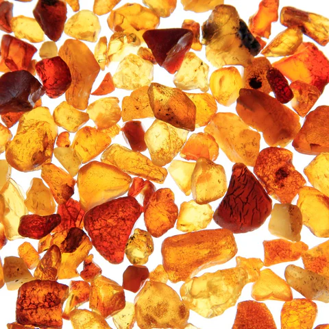 amber-nasil-elde-edilir-amber-nedir-nasil-kokar2