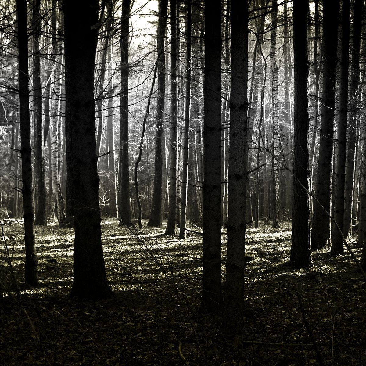 dark-forest-1144567