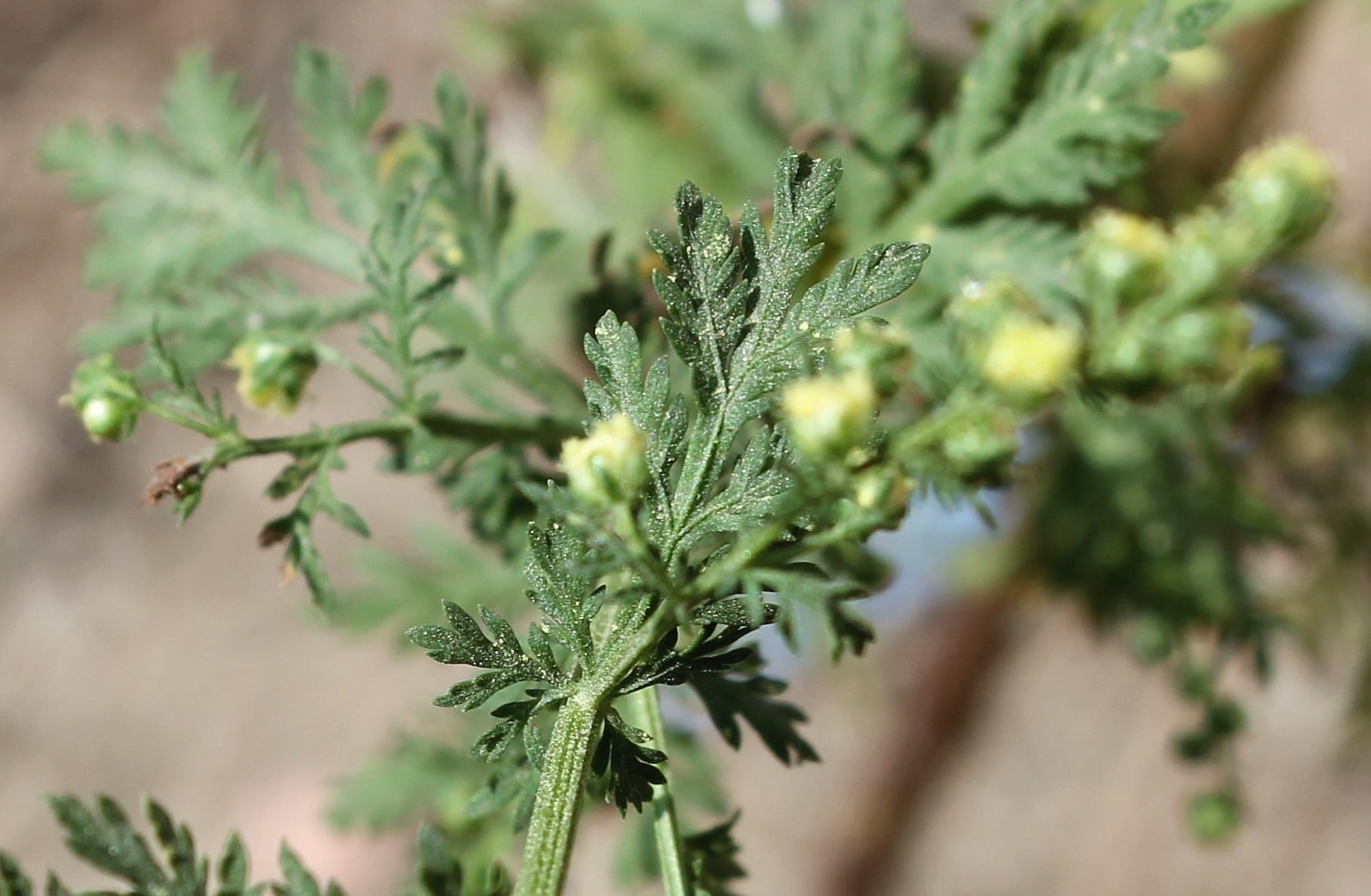 2-bin-yillik-sifa-deposu-artemisia-annua-nerede-yetisir-artemisia-annua-hangi-hastaliklara- (2)