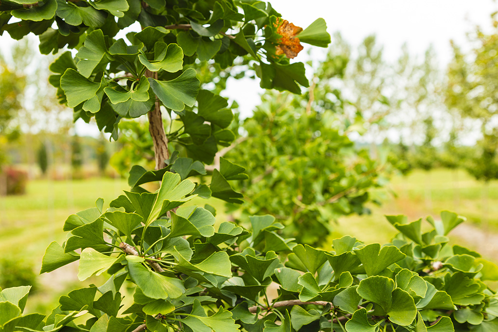 ginkgo-nedir-faydalari-nelerdir-bilissel-hafizaya-iyi-geliyor-mu (2)