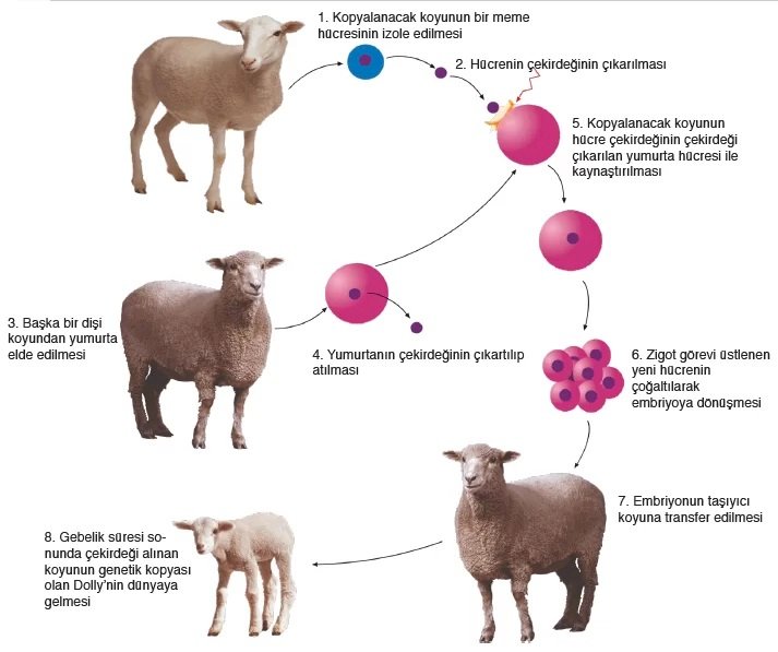 kopya-koyun-dolly-nasil-klonlandi-dolly-adi-nereden-geliyor-dolly-kim-klondadi-dolly-yasiyo (2)