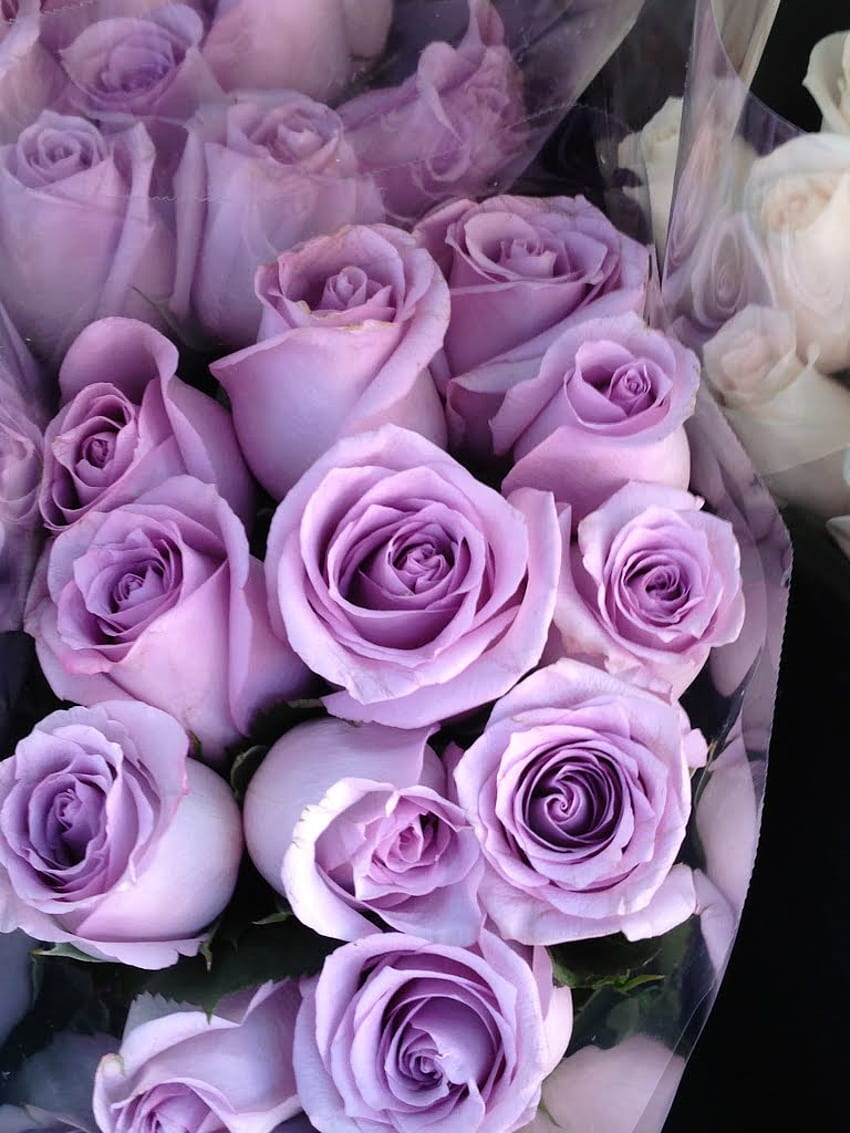 lavender-rose