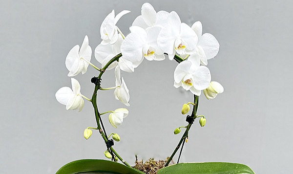 orkide-bakimi-nasil-yapilir-orkideye-ne-siklikla-su-verilir-orkide-bakiminda-yapilan-hatala (2)