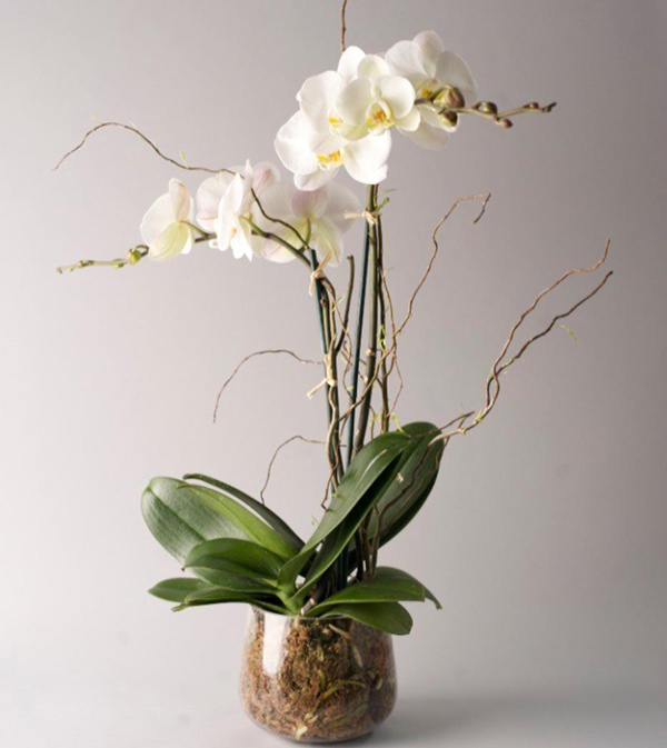 orkide-bakimi-nasil-yapilir-orkideye-ne-siklikla-su-verilir-orkide-bakiminda-yapilan-hatala (3)