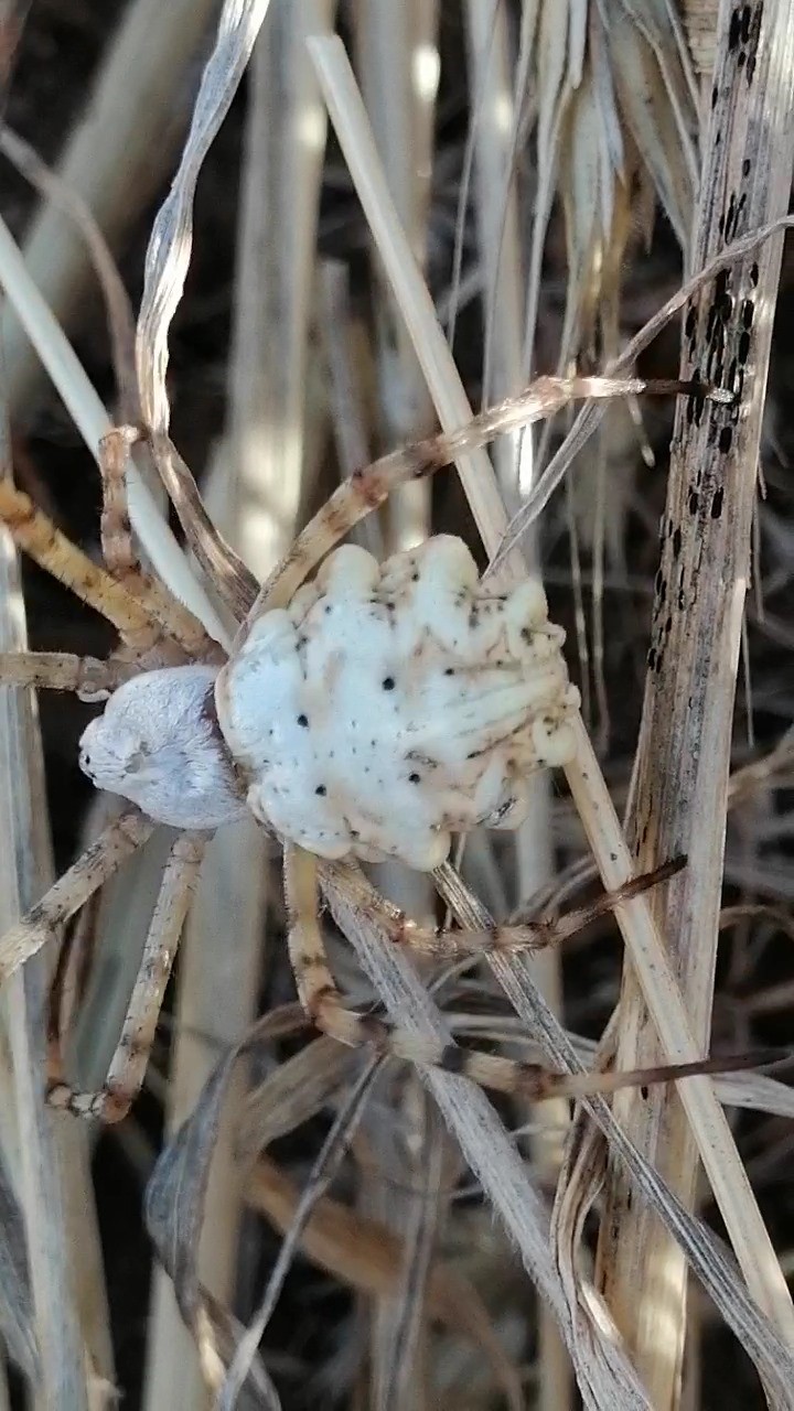 zehirli-orumcek-argiope-lobata-bu-kez-sivasta-goruldu (1)-1