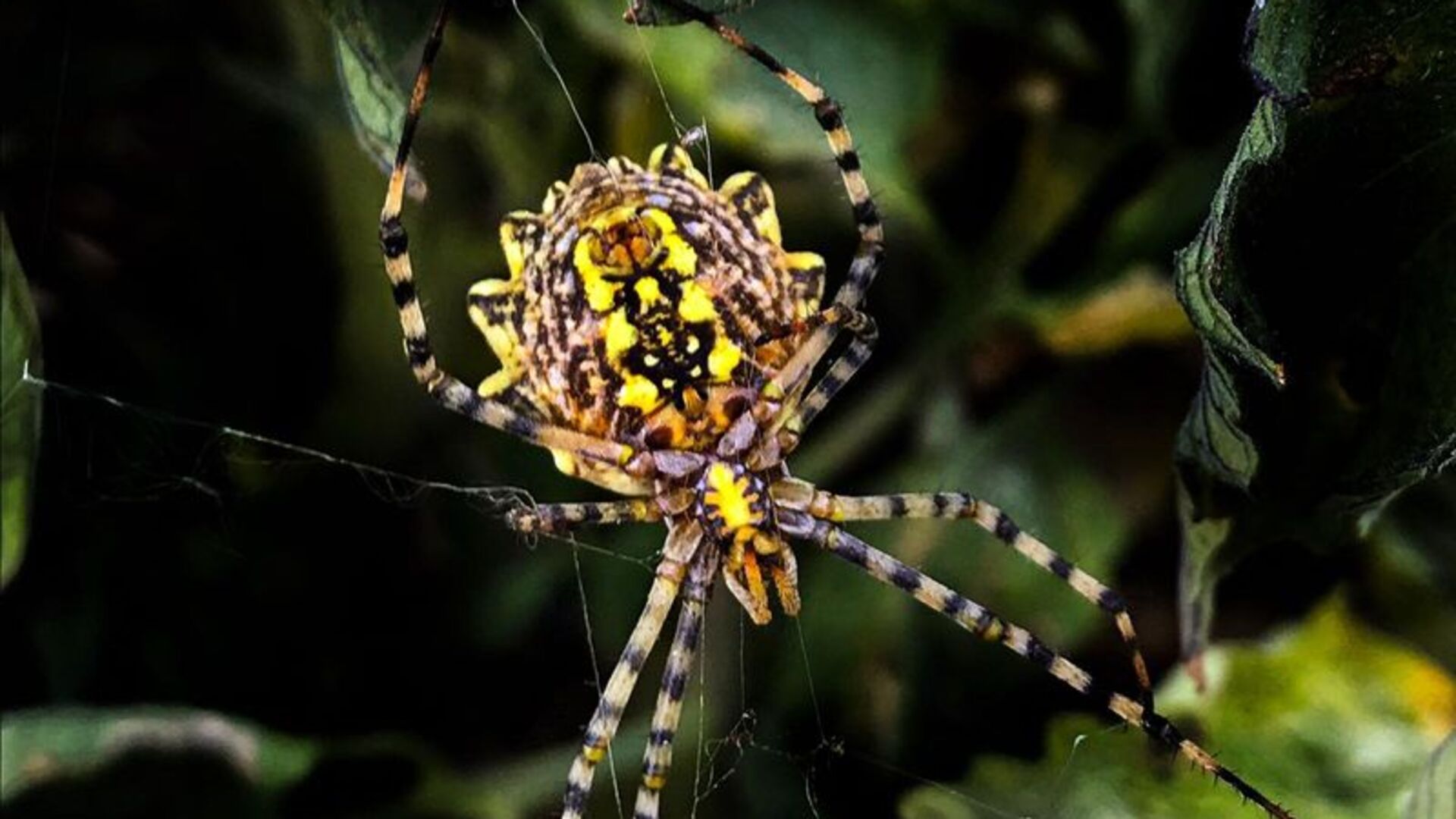 zehirli-orumcek-argiope-lobata-bu-kez-sivasta-goruldu (2)