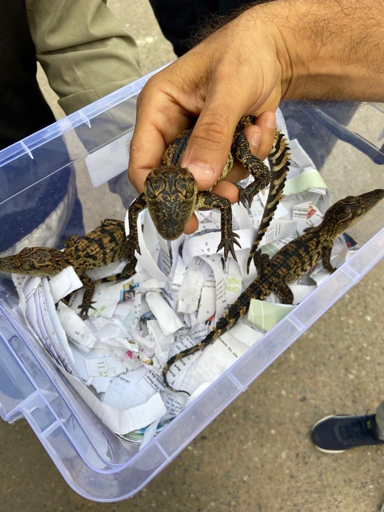 İstanbul'da yasa dışı timsah ticareti operasyonu!-3