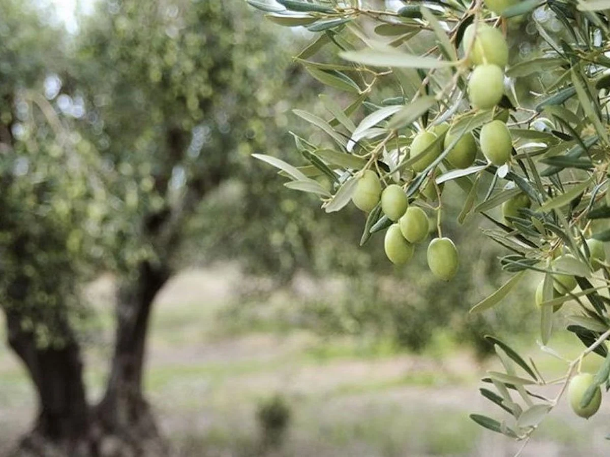 Manisa'da zeytinliklere sıkı denetim! -1