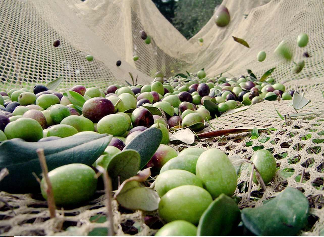 Aliağa'da zeytin hasadı şenliği 3 bin ton zeytinyağı üretilecek!-1
