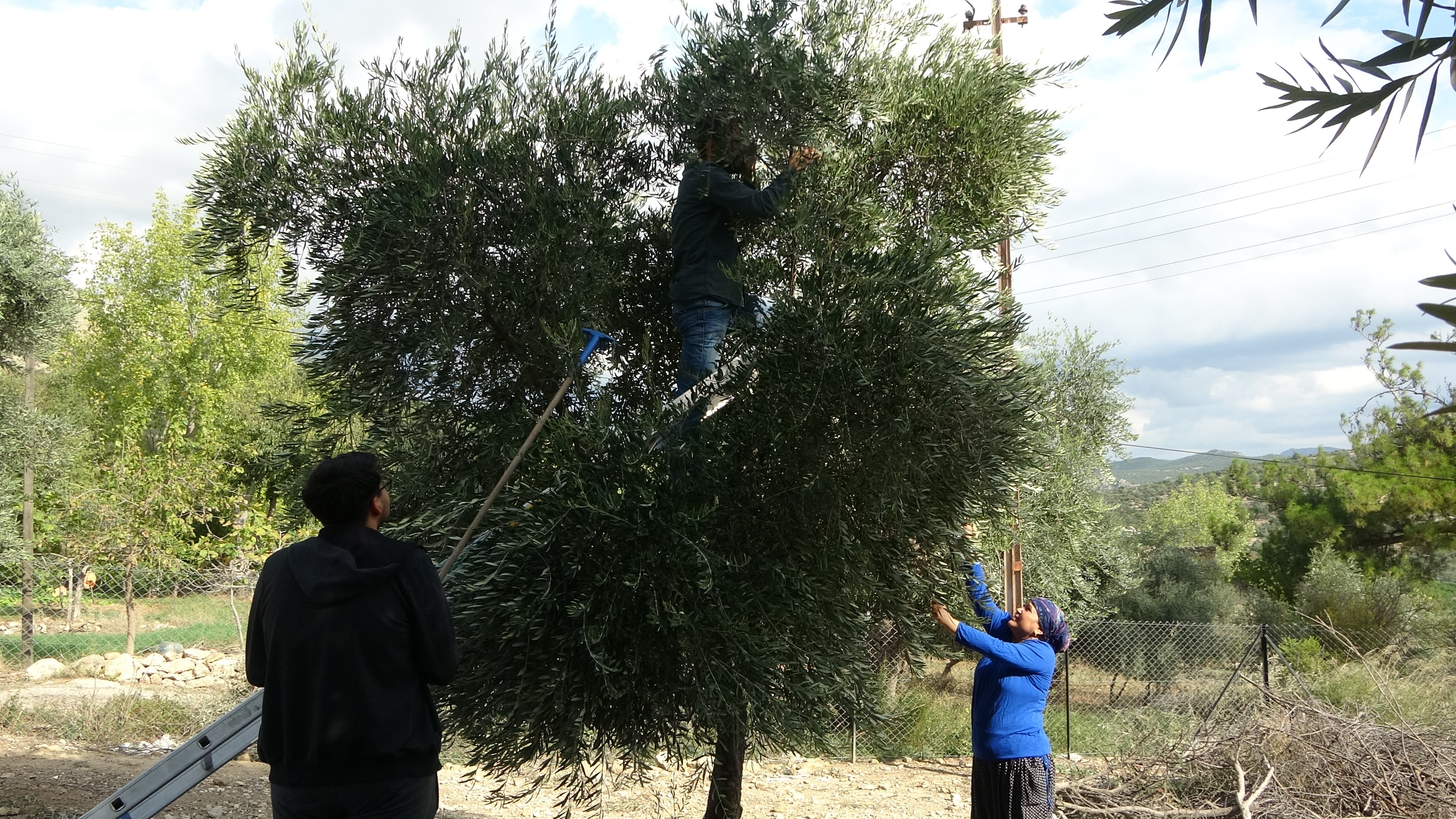 adananin-kozan-ilcesinde-firtina-oncesi-zeytin-ureticileri-harekete-gecti (3)