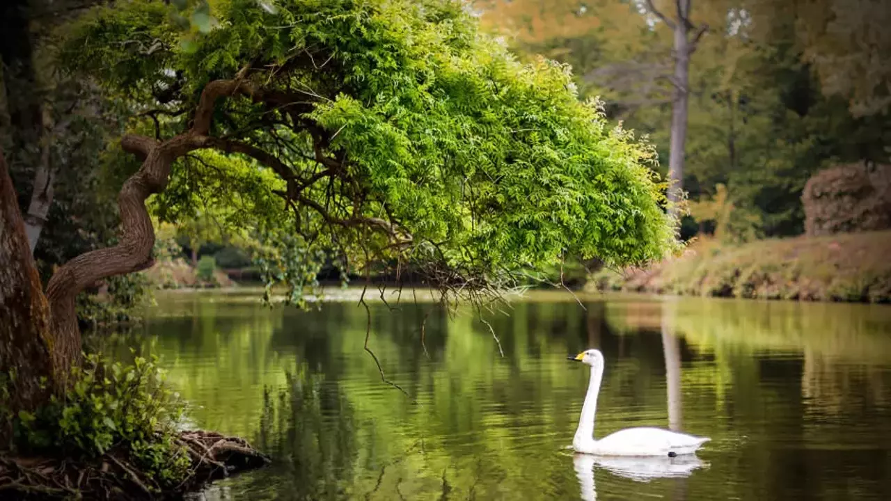 Atatürk Arboretumu nerede2