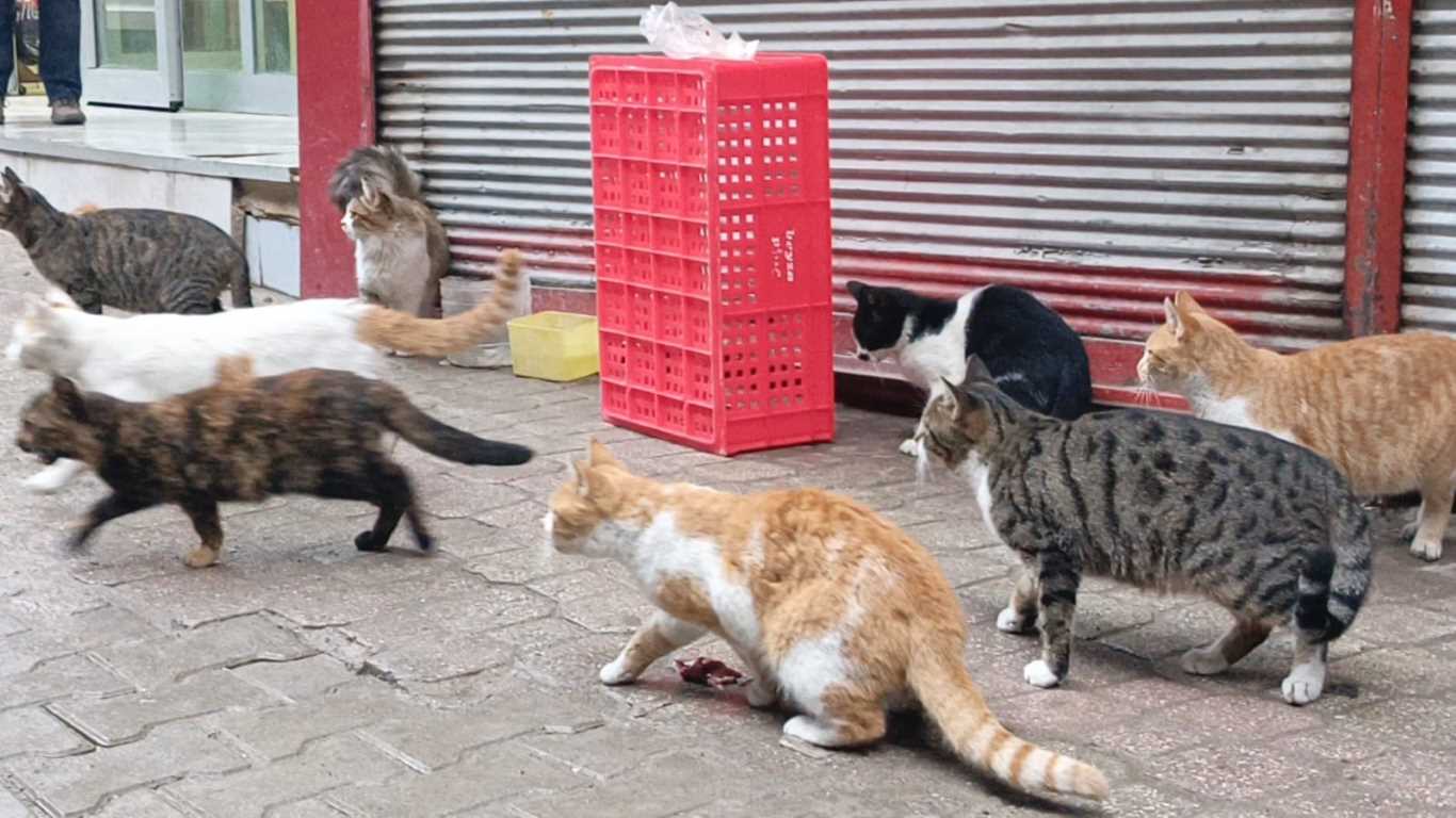 Depremin ardından Hatay'da sokak hayvanlarını besleyen Emine Çayırcık, kedileri sesinden tanıyor! (1)