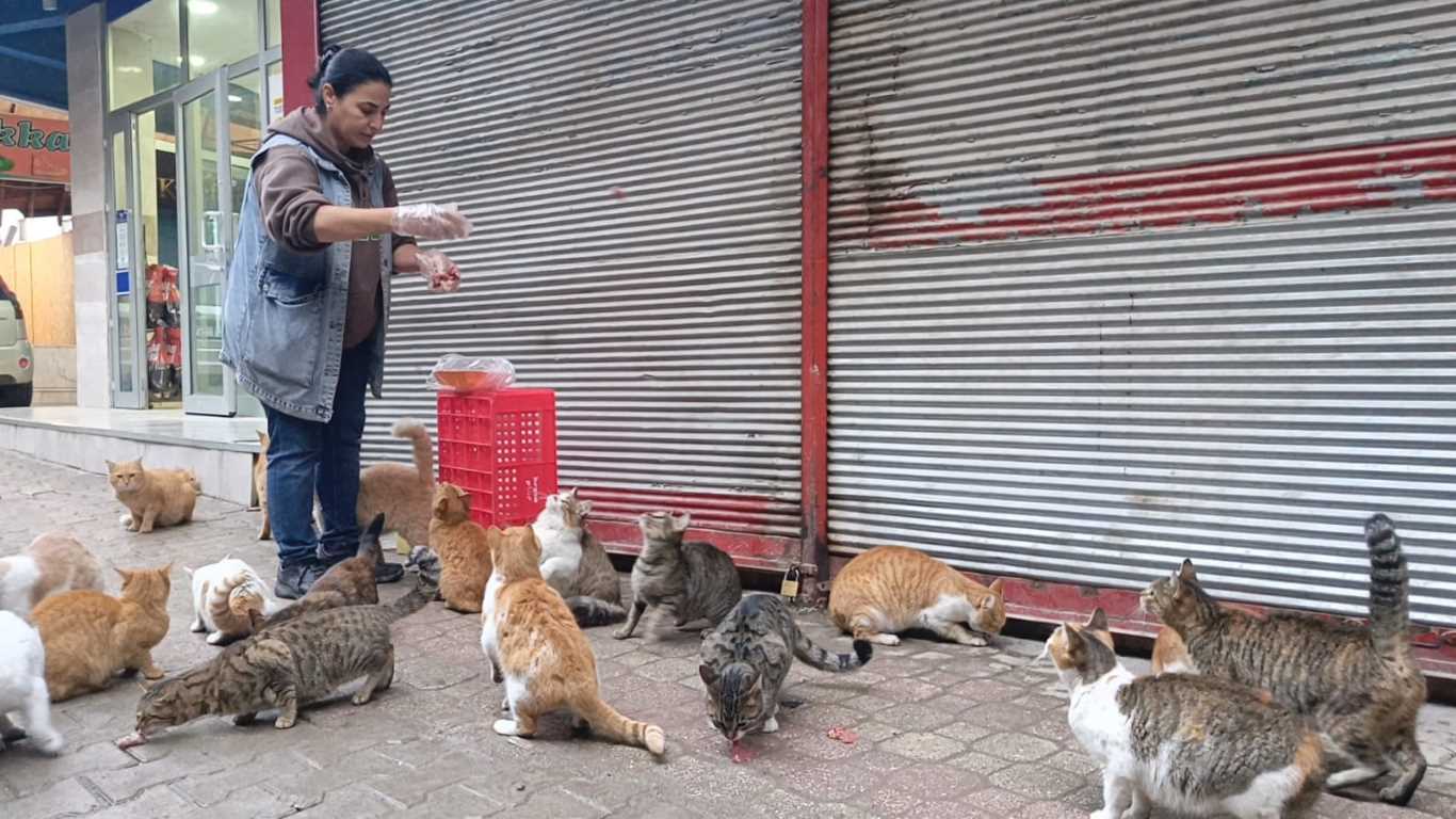 Depremin ardından Hatay'da sokak hayvanlarını besleyen Emine Çayırcık, kedileri sesinden tanıyor! (2)