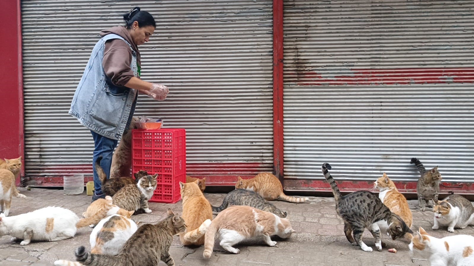 Depremin ardından Hatay'da sokak hayvanlarını besleyen Emine Çayırcık, kedileri sesinden tanıyor!