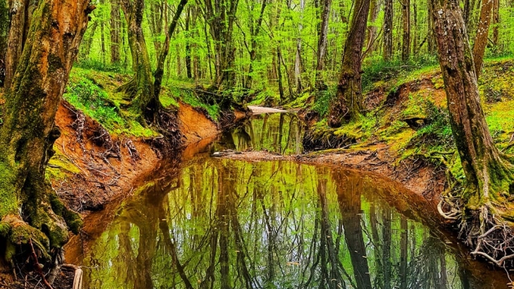 İğneada Longoz Ormanları Milli Parkı Yeni Bakış