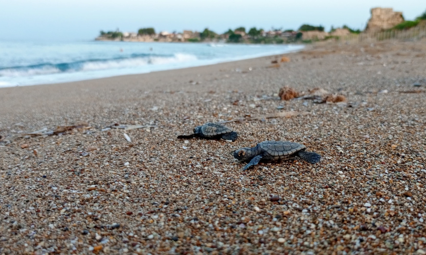 Antalyada Caretta Caretta Mucizesi Yumurtalar Rekor Kirdi (1)