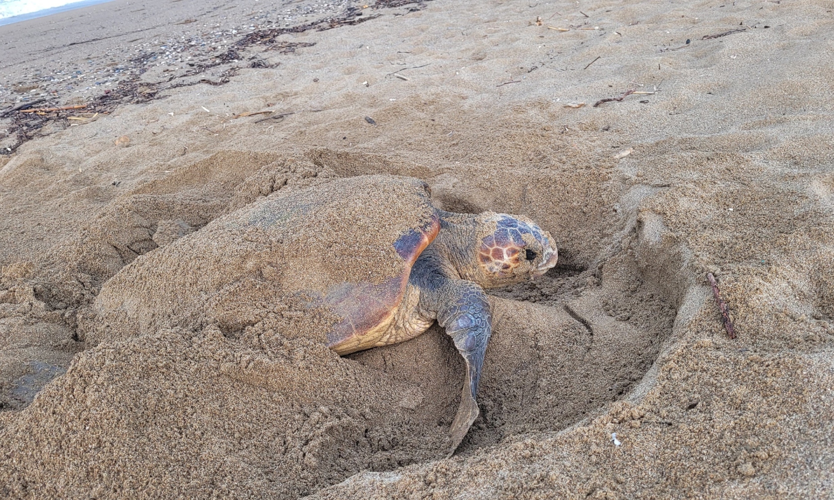 Antalyada Caretta Caretta Mucizesi Yumurtalar Rekor Kirdi