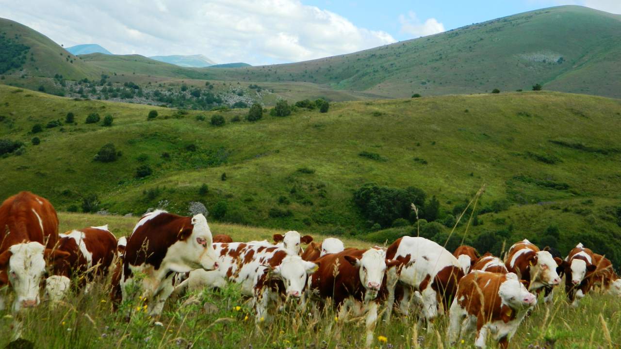 Ardahanin Sakli Cenneti Posofta Yagmurlarin Ardindan Doganin En Guzel Gorsel Soleni (3)