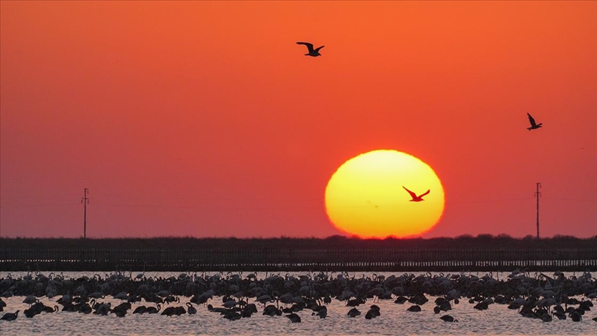 Izmirde Cennetten Bir Parca Flamingo Cenneti 1