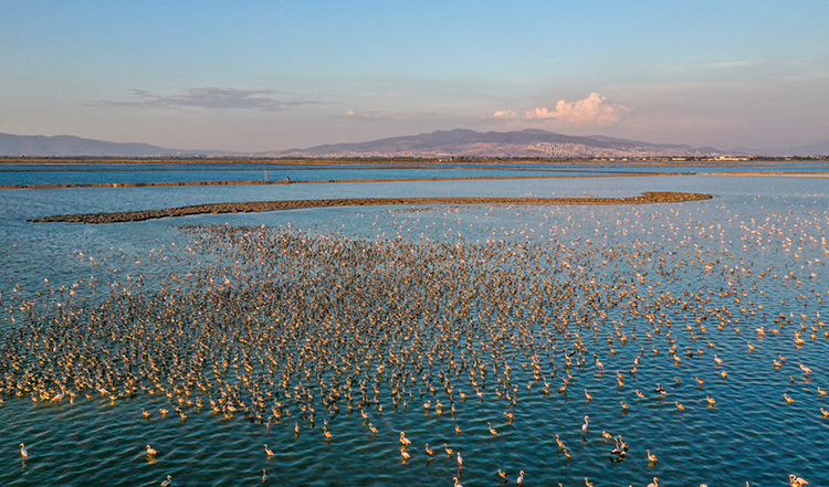 Izmirde Cennetten Bir Parca Flamingo Cenneti 3