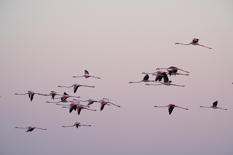 Izmirde Cennetten Bir Parca Flamingo Cenneti 5