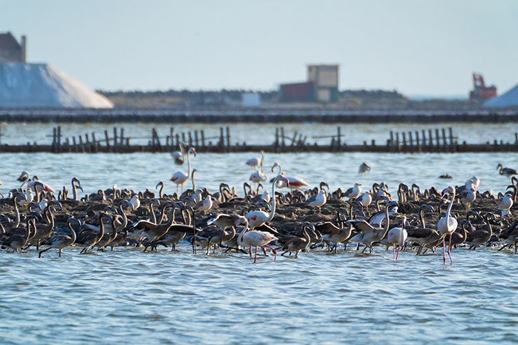 Izmirde Cennetten Bir Parca Flamingo Cenneti 7