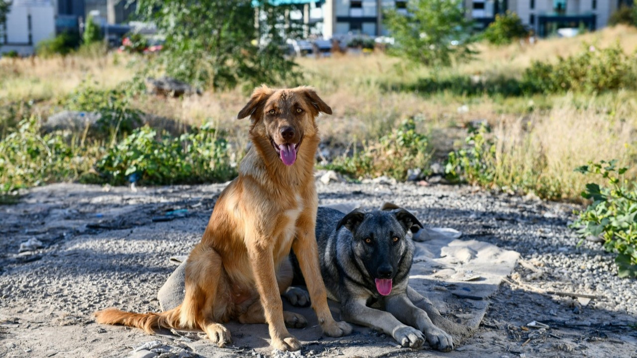 Maltepe'de sokak köpekleri polemiği Yaşlı çift kadına sopayla saldırdı