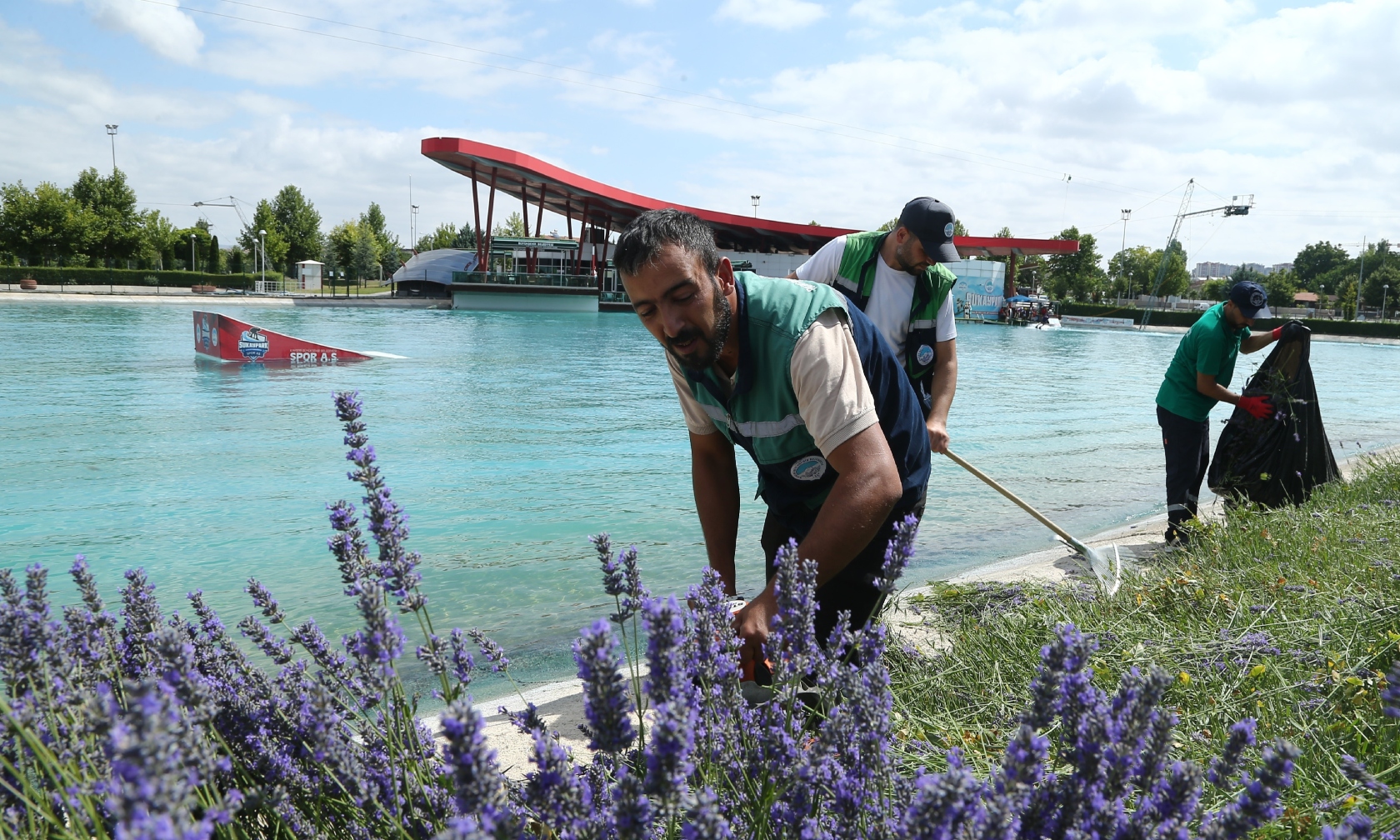 Lavanta Baharlari Kayseriyi Susledi 160 Bin Lavanta Hasat Ediliyor (1)