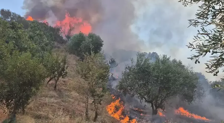 Manisa Turgutluda Otlukta Cikan Yangin Ormana Da Sicradi (2)