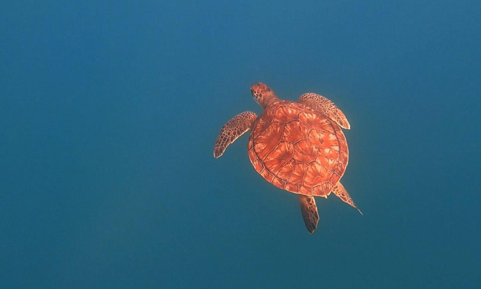 Muglada Caretta Caretta Yavrulari Turistlerle Yuzuyor (1)