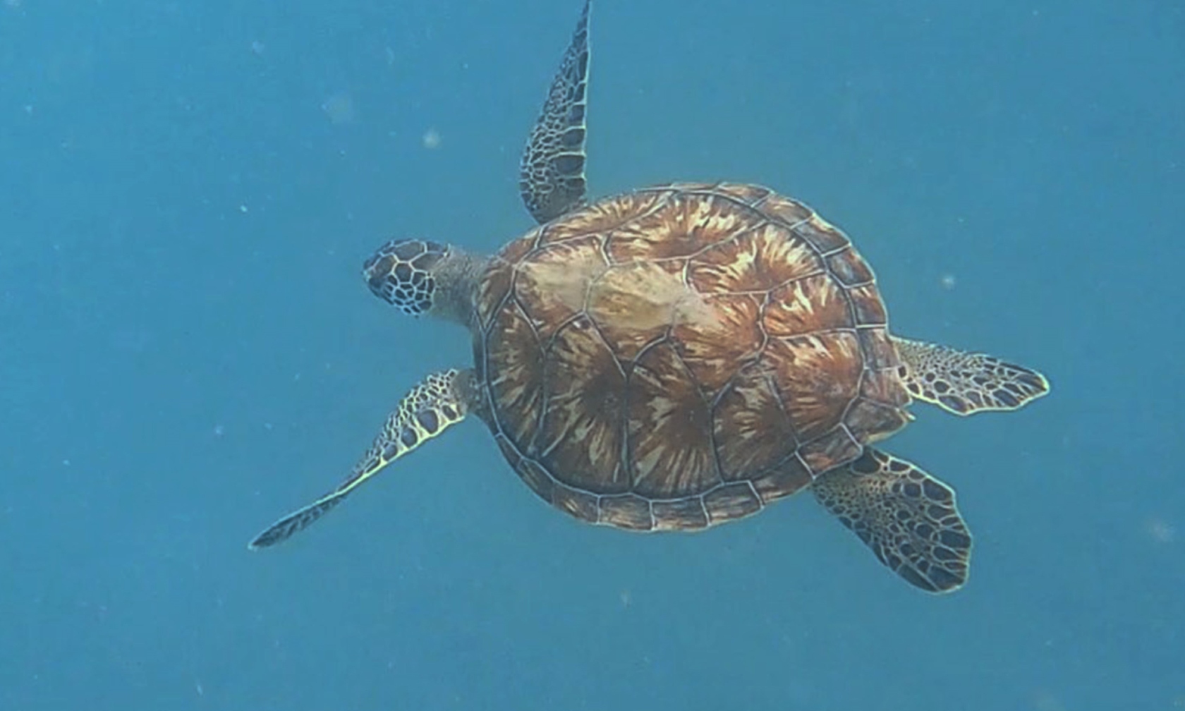 Muglada Caretta Caretta Yavrulari Turistlerle Yuzuyor (2)