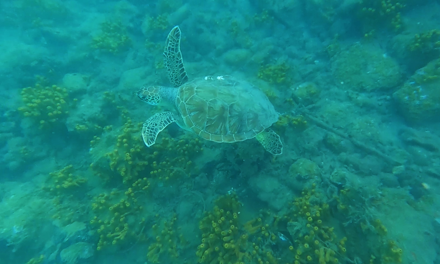 Muglada Caretta Caretta Yavrulari Turistlerle Yuzuyor Muglada Caretta Caretta Yavrulari Turistlerle