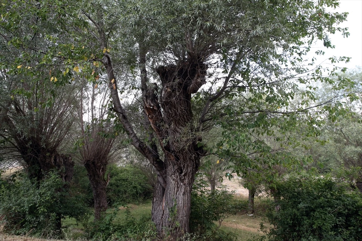 Söğüt ağacının gövdesinde kiraz mucizesi: Kastamonu'dan muhteşem görüntüler!