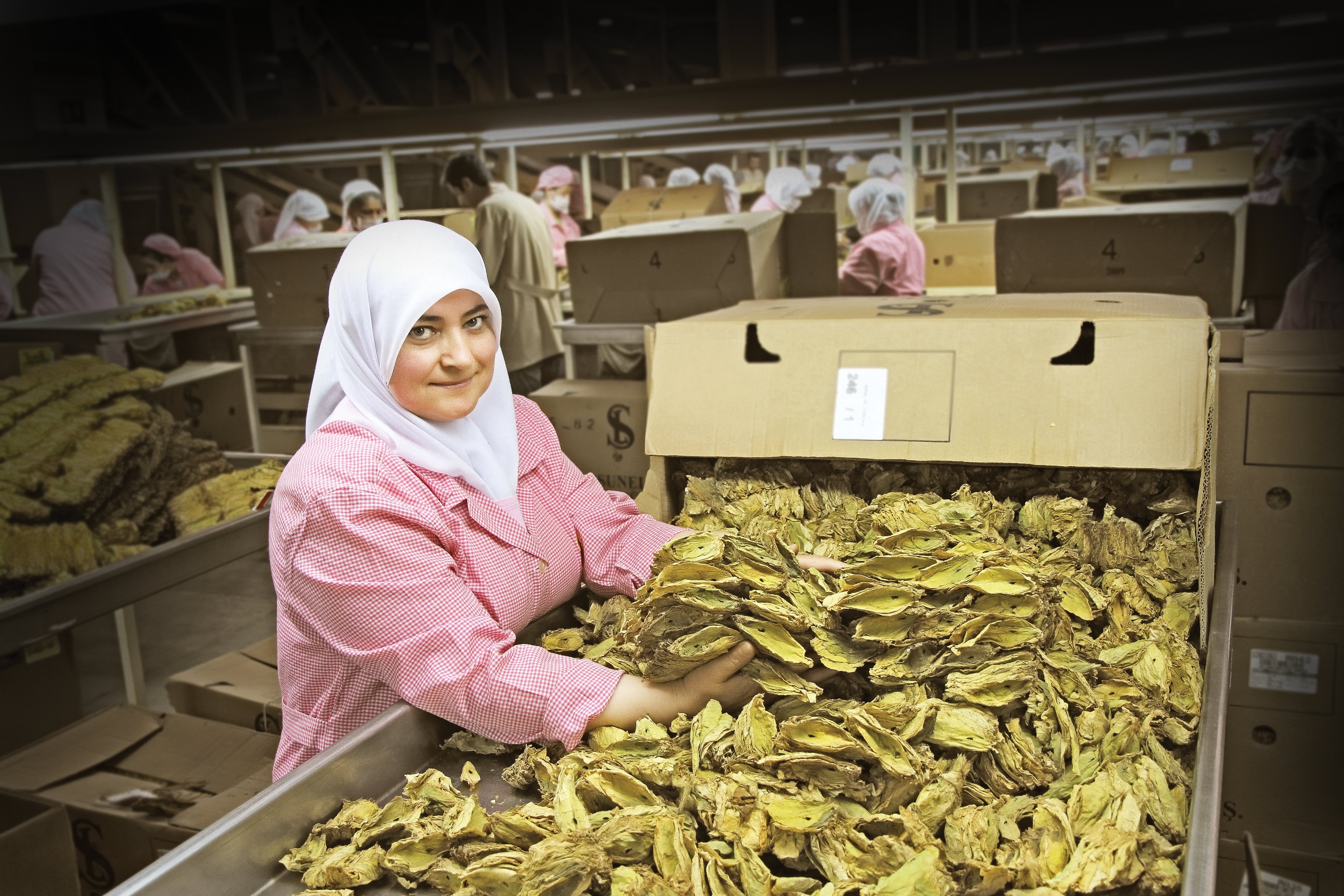 Tutun Sektoru Ihracattaki Hedefine Emin Adimlarla Ilerliyor