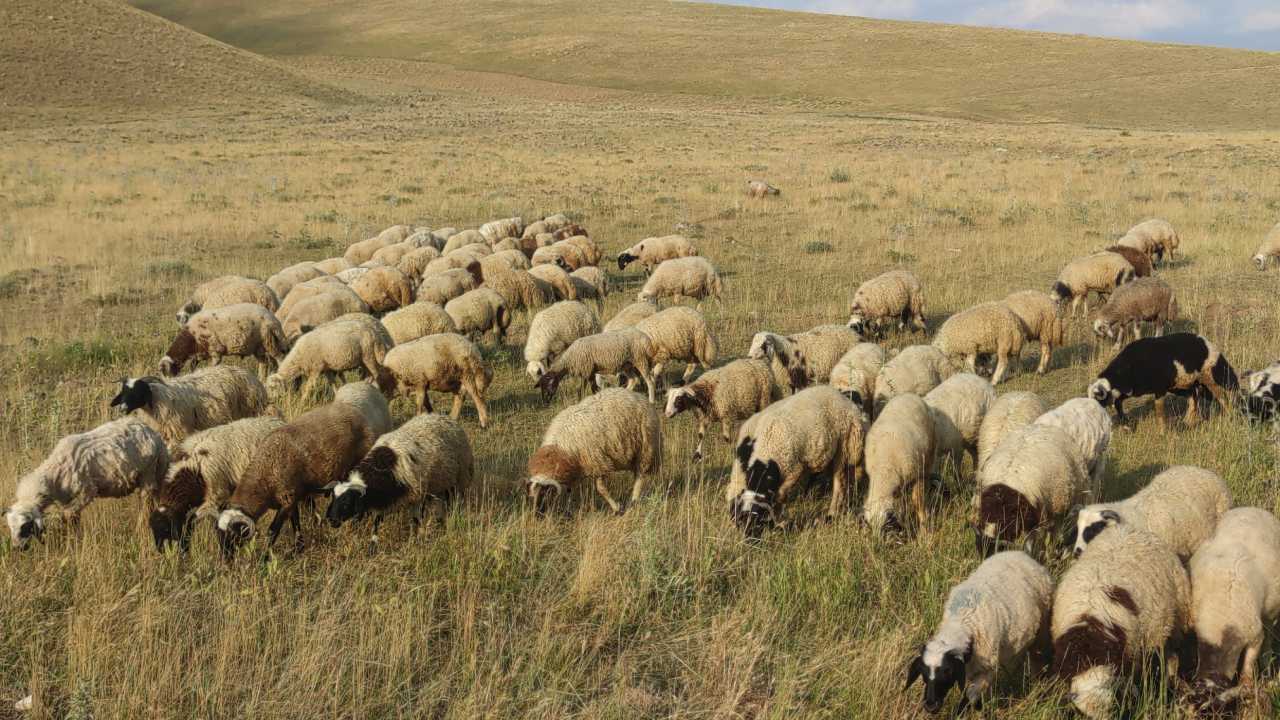 Vanda Gorulmemis Goruntuler Koyunlar Ve Kuslarin Ilginc Beslenme Ortakligi (1)