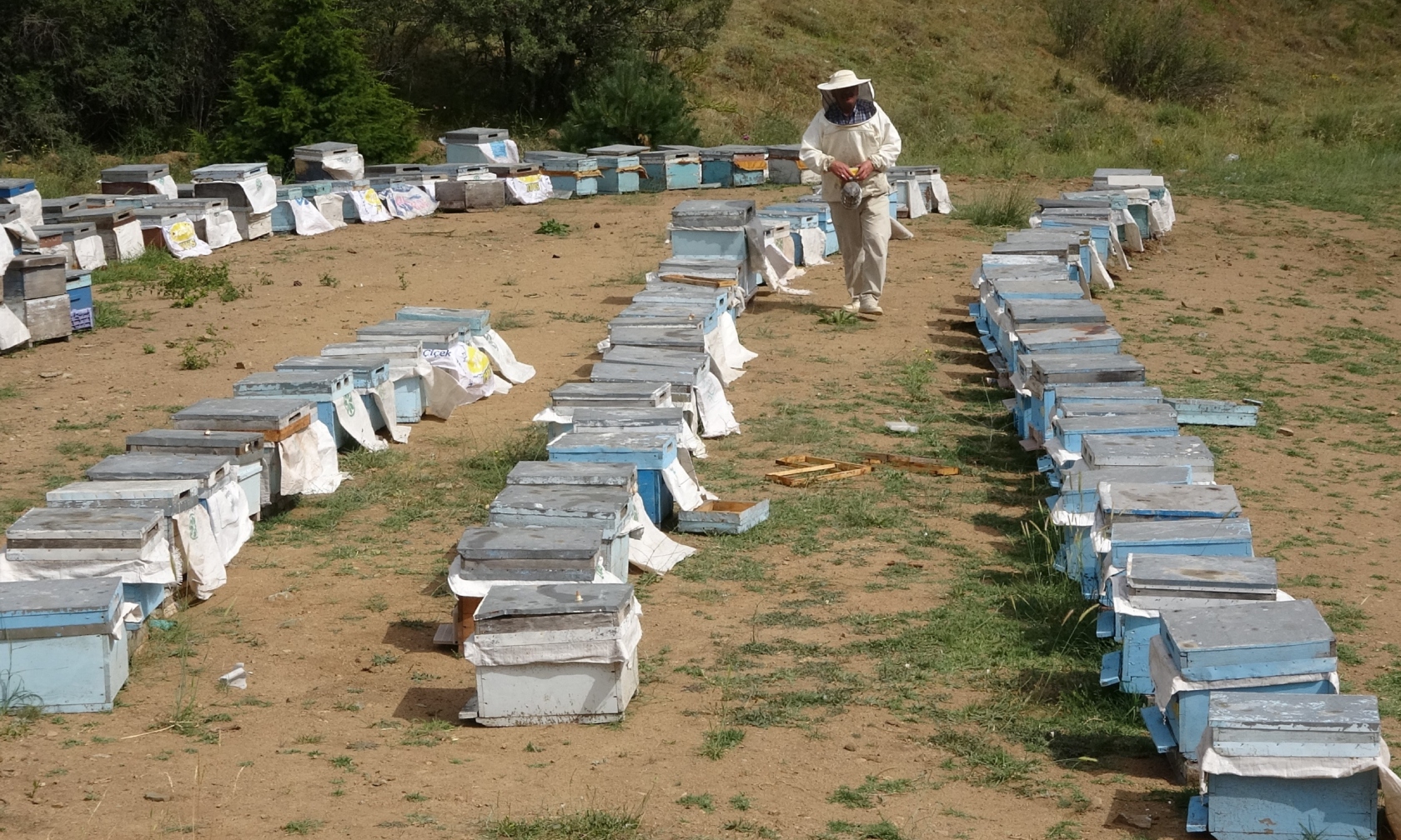 Yozgat Bal Uretiminde Zirveye Ulasiyor 400 Kovanlik Dev Bal Uretim Ussu Kuruldu (2)