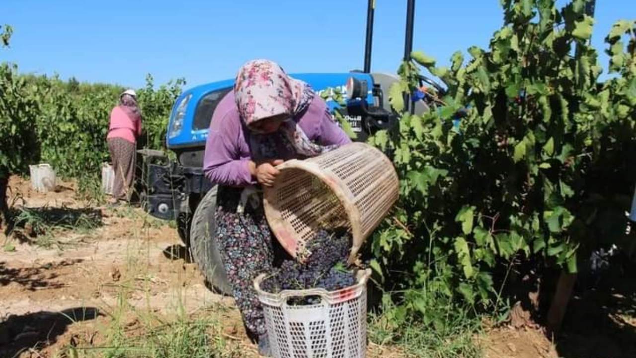 Denizlide Kuresel Isinmanin Carpici Etkisi Uzumler Erken Olgunlasti