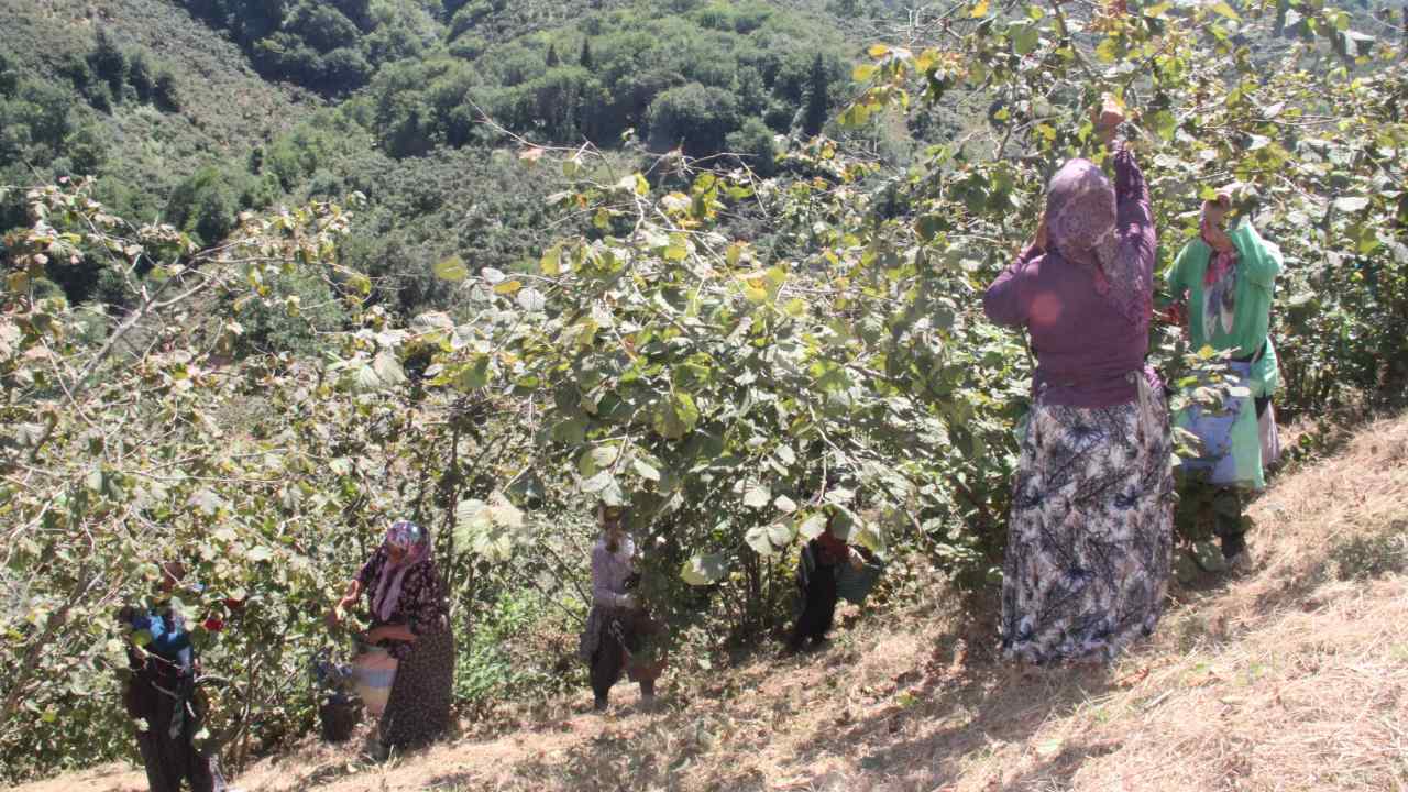 Giresunda Findik Hasadi Basladi Vatandaslar Sahile Akin Etti