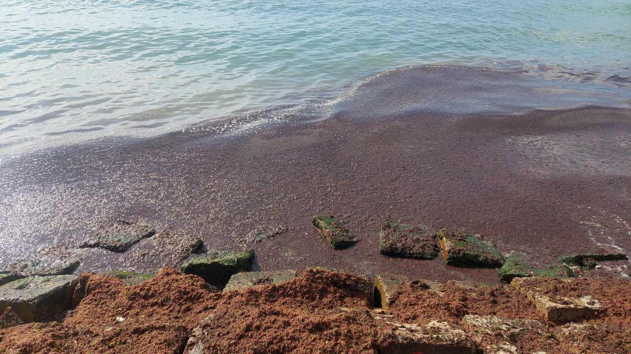 Kizil Yosunlar Tekirdagi Sardi Sahilde Gorulen Manzara Sasirttti (1)