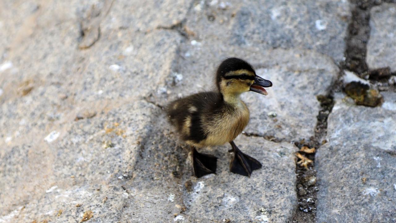 Kugulu Parkta Yavru Ordekler Suyak Kavustu Ziyaretciler Akin Etti