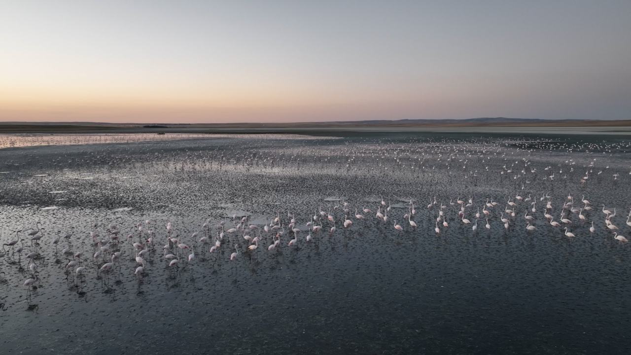 Susuzluk Sorunu Cozuldu Tuz Golunde Flamingo Yavrulari Saglikli Buyuyor (1)