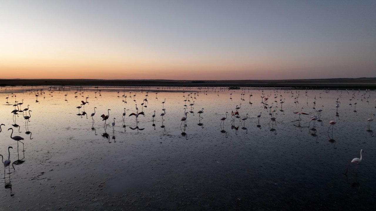 Susuzluk Sorunu Cozuldu Tuz Golunde Flamingo Yavrulari Saglikli Buyuyor (2)