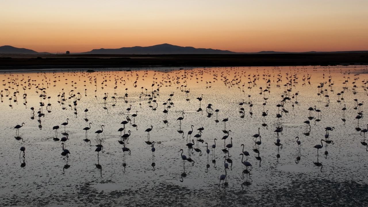 Susuzluk Sorunu Cozuldu Tuz Golunde Flamingo Yavrulari Saglikli Buyuyor (3)