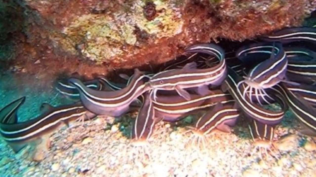 Antalya Korfezinde Istilaci Balik Alarmi Zehirli Cizgili Kedi Baligi Goruldu