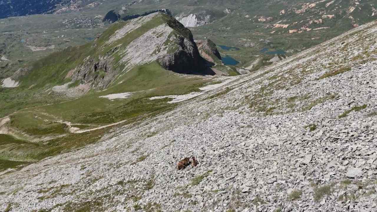 Artvinde Safari Turu Yavru Ayi Ve Annesi Turistleri Karsiladi (1)