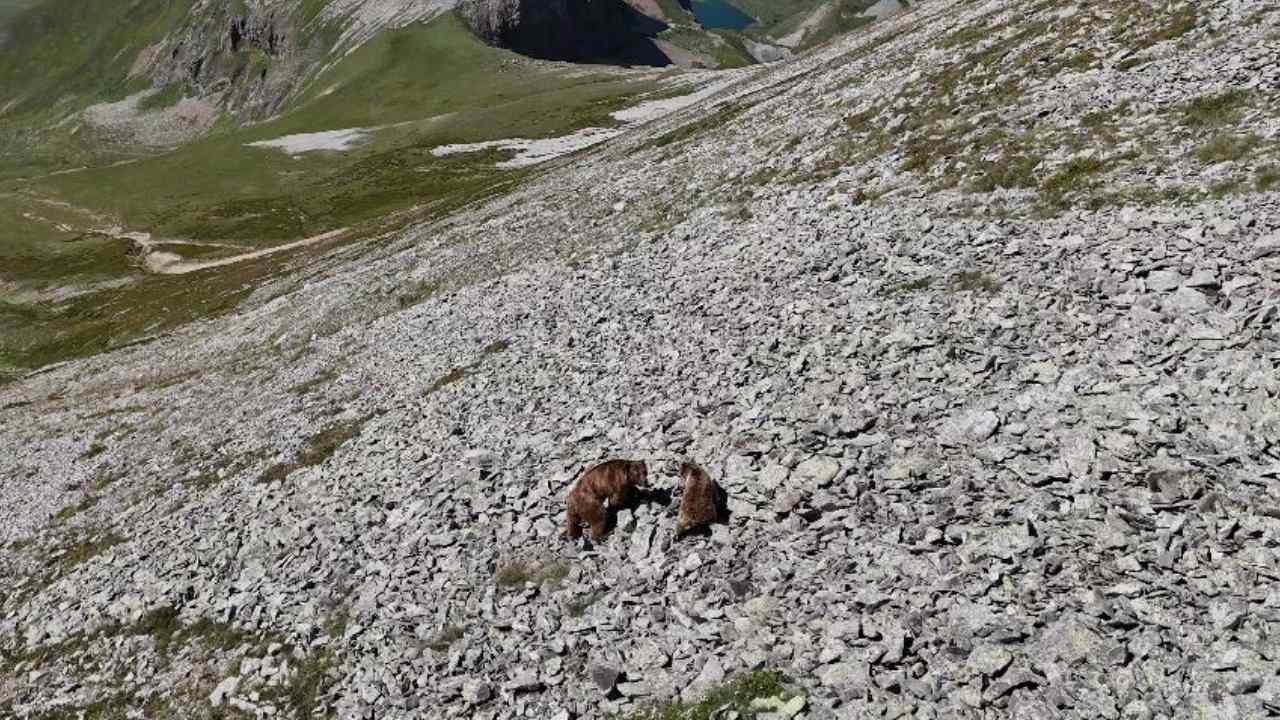 Artvinde Safari Turu Yavru Ayi Ve Annesi Turistleri Karsiladi