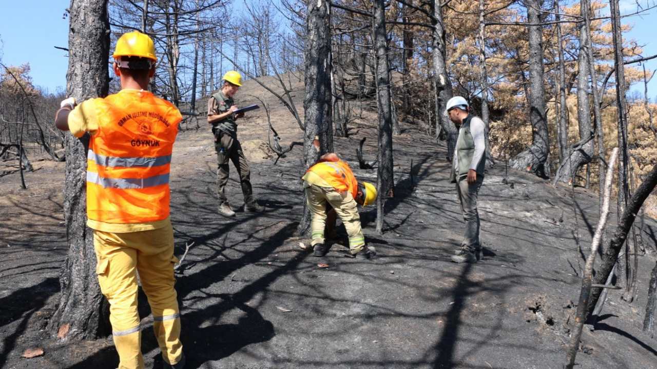 Boluda Ormanlar Yandi Yeniden Agaclandirma Calismalari Basladi